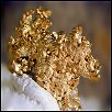 Gold Nugget